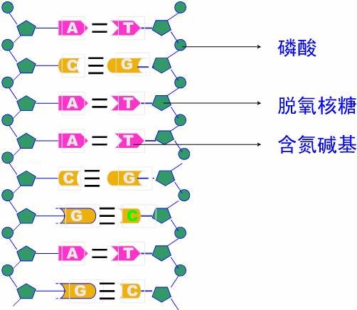 在双链dna分子中有关四种碱基的关系下列等式中错误的是