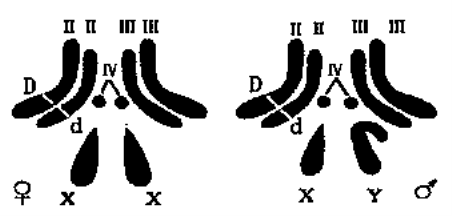 下图为一对雌雄果蝇体细胞的染色体图解,其中Ⅱ,Ⅲ,Ⅳ,x,y表示染色体