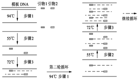 pcr擴增過程示意圖如圖,請回答下列問題:上傳用戶:wyh***