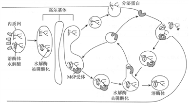 下圖為細胞內某些蛋白質的加工分揀和運輸過程m6p受體與溶酶體水解酶