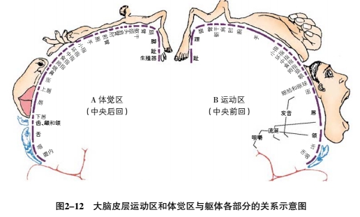 大脑运动区在哪个位置图片