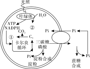 淀粉和蔗糖是光合作用两种主要产物,图甲是光合产物的合成途径,其中