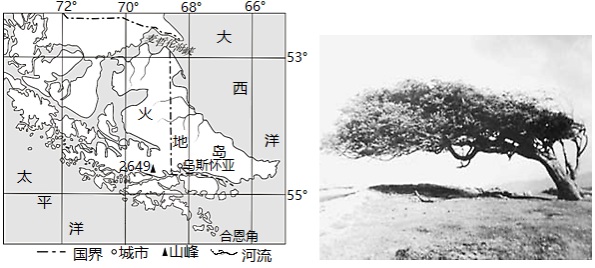 火地岛醉汉树图片