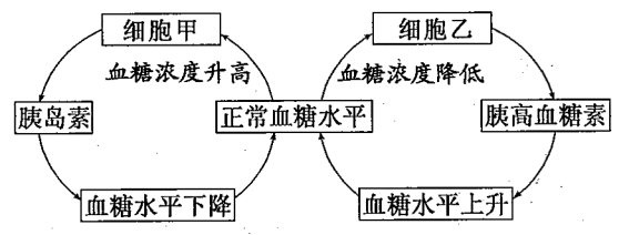 血糖调节示意图图片