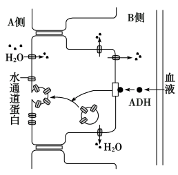 抗利尿激素(adh)也称为血管升压素,该激素可调节肾小管和集合管对水分