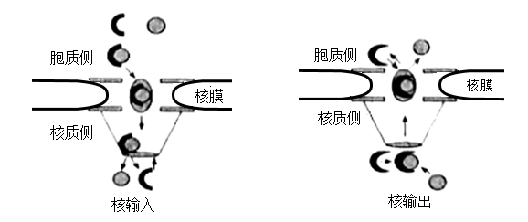 核孔复合体超微结构图片