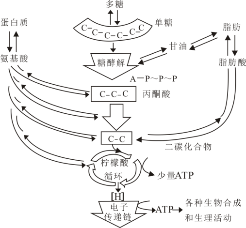 脂质等合成的原料;非糖物质的代谢产物也能够进入细胞呼吸的不同阶段