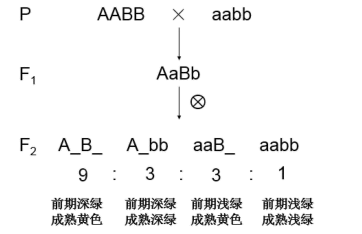 深绿:浅绿=12:3:1,12份中的纯合子为aabb