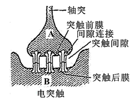 (2)把两侧突触膜连接起来间隙连接允许小分子物质通过