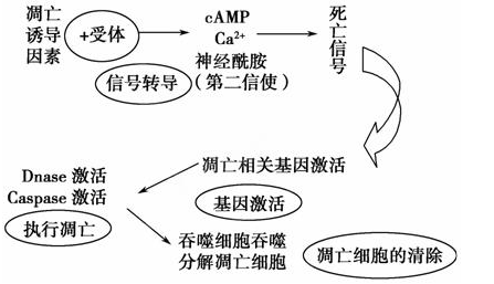 (2)凋亡基因的表達最終通過_____(填細胞器名稱)來實現.